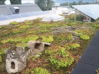Bienendach/Biodiverses Gründach