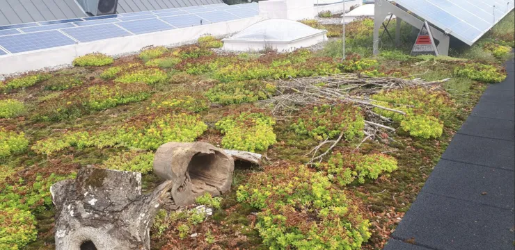 Bienendach/Biodiverses Gründach